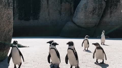 Penguins