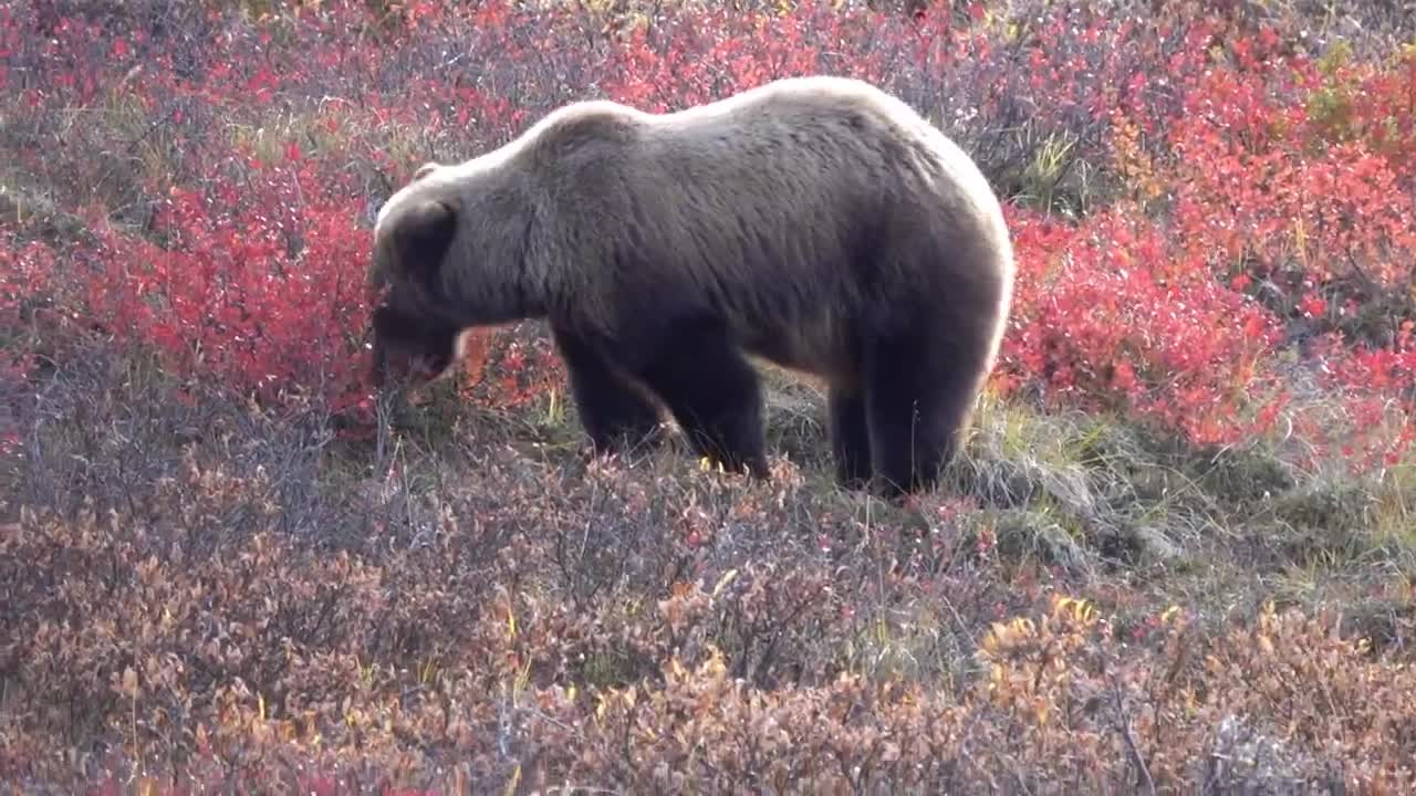 Grizzly Berry Picking