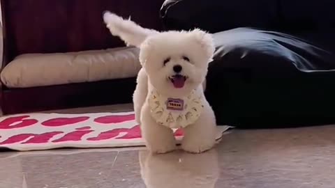 Cute puppy