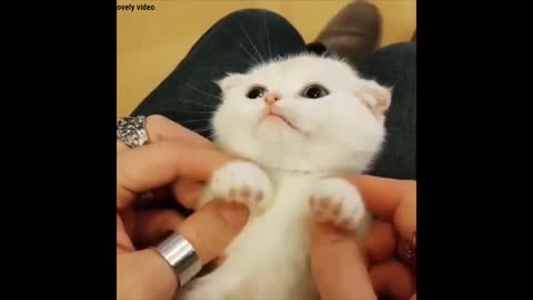 Small cat with cute face and lovely emotion