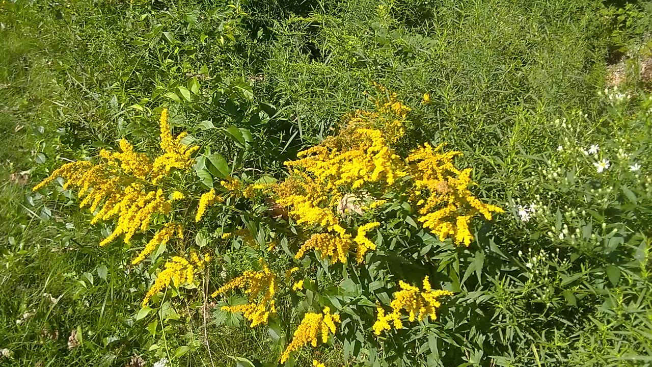 Goldenrod