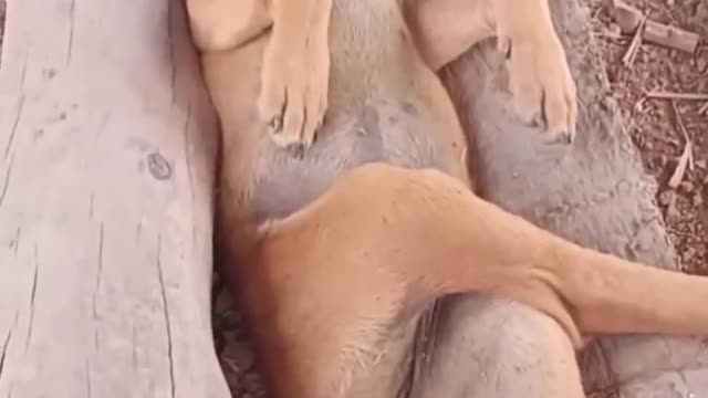 Funny Cats & dogs 🐶#funny animals video