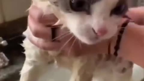 Watch These Disgruntled Cats Get the Most Unusual Beauty Treatment!