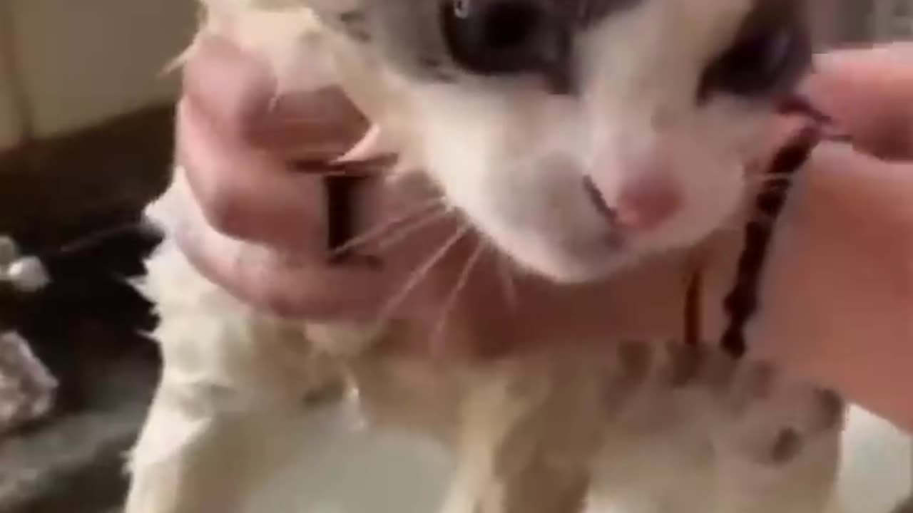 Watch These Disgruntled Cats Get the Most Unusual Beauty Treatment!