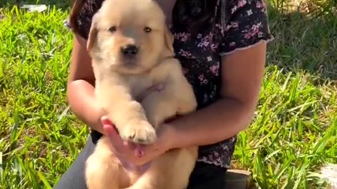 Meet this Golden Retriever Litter