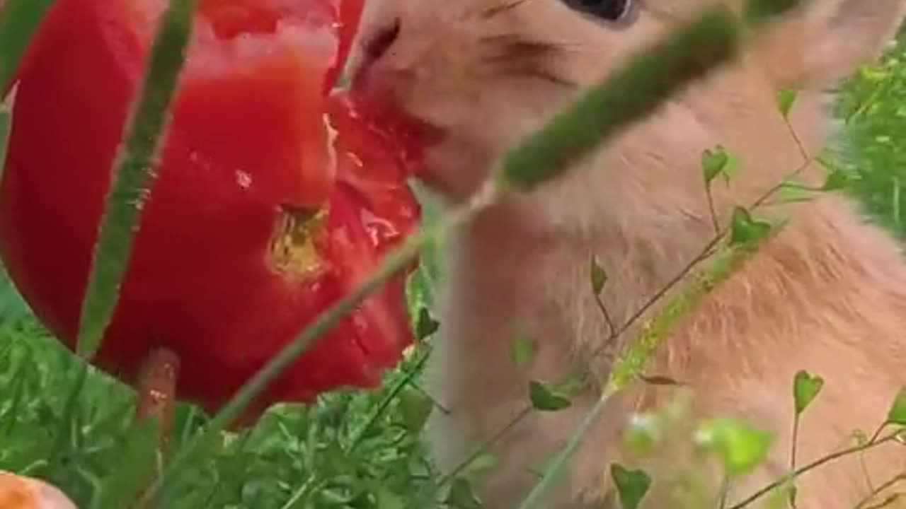 The little bunny is munching on tomatoes