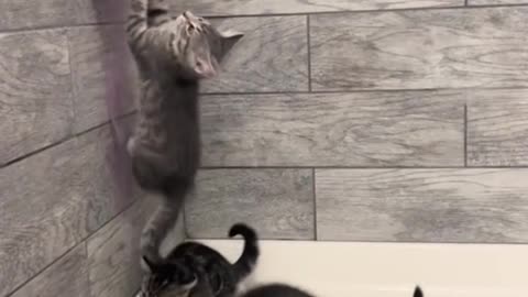 Insane Crazy Cats ... Brick Wall Haaa