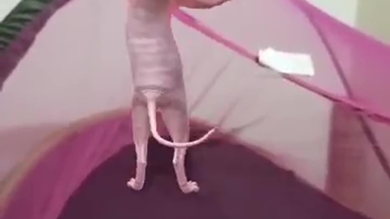 Dancing sphynx cat