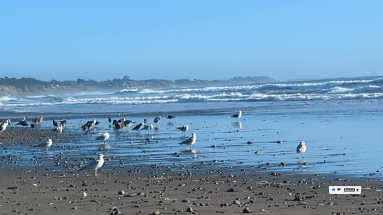 Hanging with The Birds at the beach