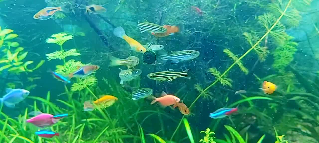 Beautiful aquarium fish view/ Relaxing video