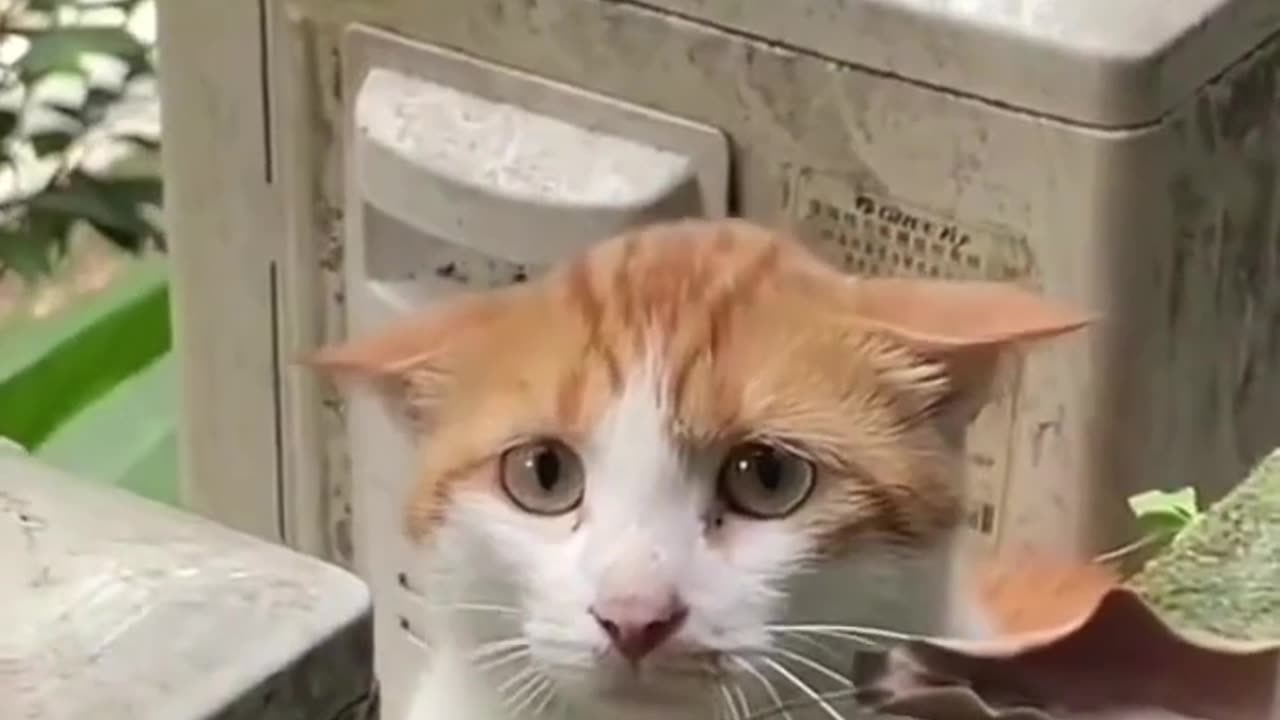 Sad My Cat ( Watch Now Winnig 1000$ Gift Pack )