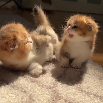 Baby Cats - Cute and Funny Cat Videos #cat#tiktok#shorts
