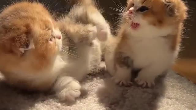 Baby Cats - Cute and Funny Cat Videos #cat#tiktok#shorts