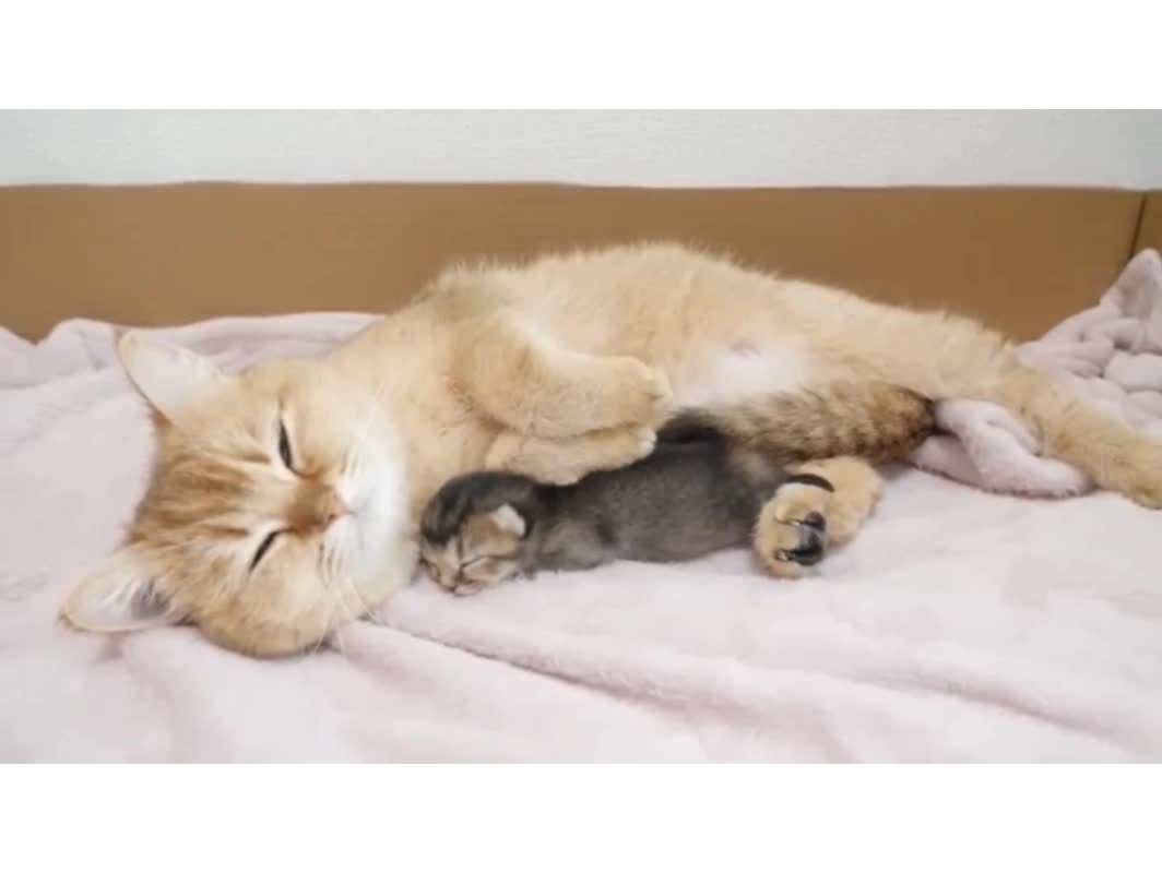 Looking back at the mother cat whose affection is too intense