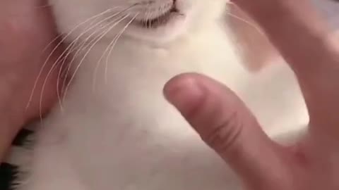 Cute & funny Cats Videos