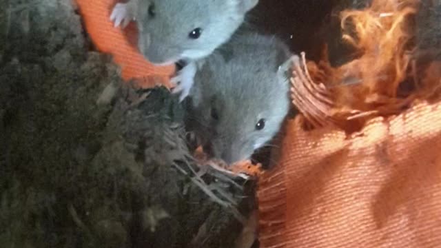 Cute Little Mice looked at me with curiosity