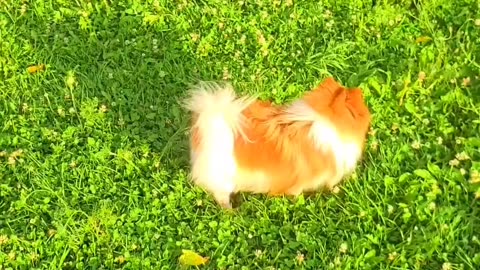 Charlie Pom 🐕 visits the Young Chickens in the Orchard...