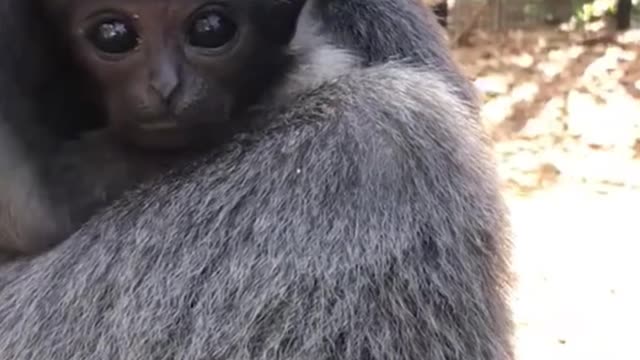 My God, this little monkey's eyes are so big, I love its eyes so much