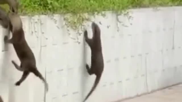 This video proves otters are the most ride or die creatures in the world 🦦