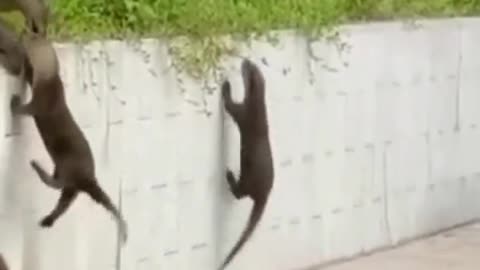 This video proves otters are the most ride or die creatures in the world 🦦