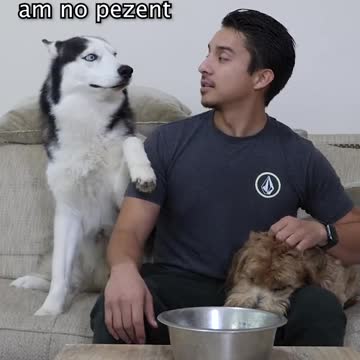 compilation | baby animals 79 | cute animals 79 | kids #shorts