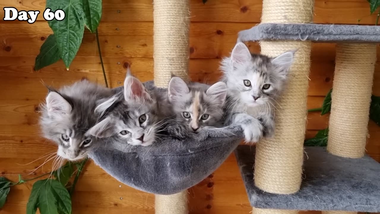 Maine Coon Kittens Growing Up | First 100 Days Of Their Lives!