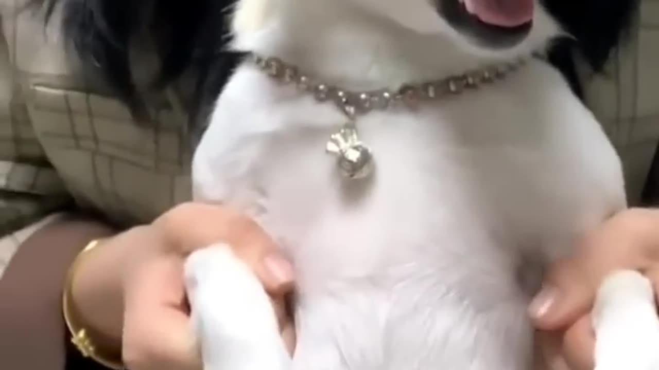 Funny Animal Videos 2024 Best Dogs And Cats Videos πΊπ # 27