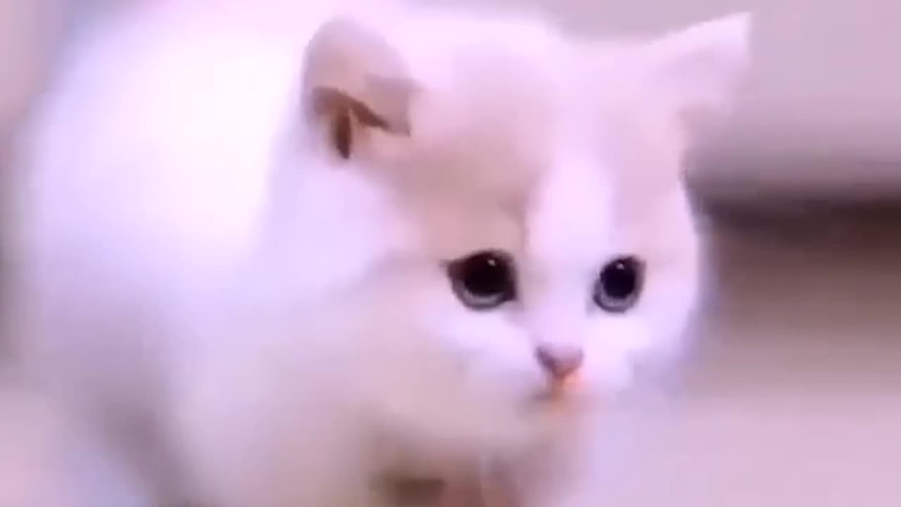 cute cat walking❤️