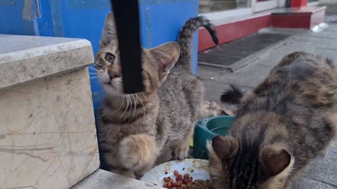 The mother cat and her Kitten living on the street will melt your heart