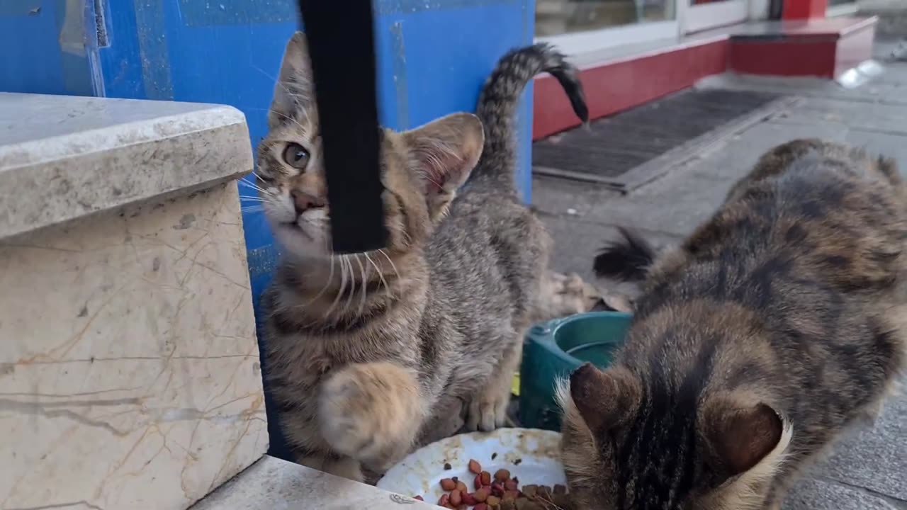 The mother cat and her Kitten living on the street will melt your heart