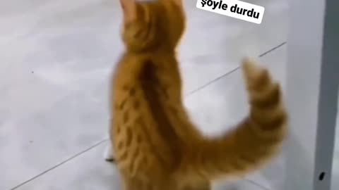 Funny cat dancing video