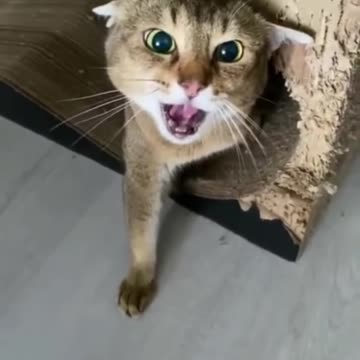 Funny cat scene 😅😅