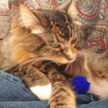 Alexa, 1 year ago Feb 14th