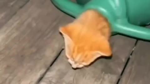 They found their new home