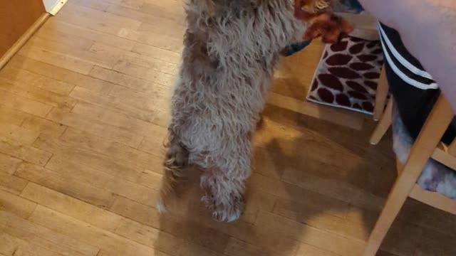 Begging for bacon