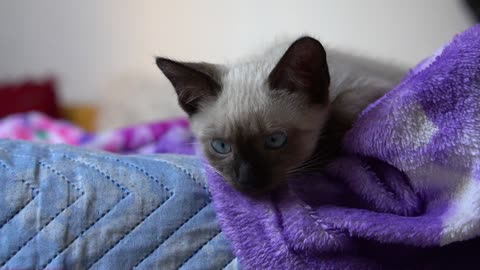 kitten blue eyes