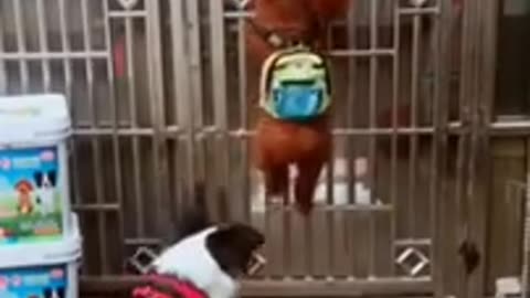Try not to laught with funny dog
