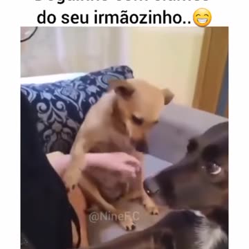 Puppy Jealous of His Little Brother!!😍🥰