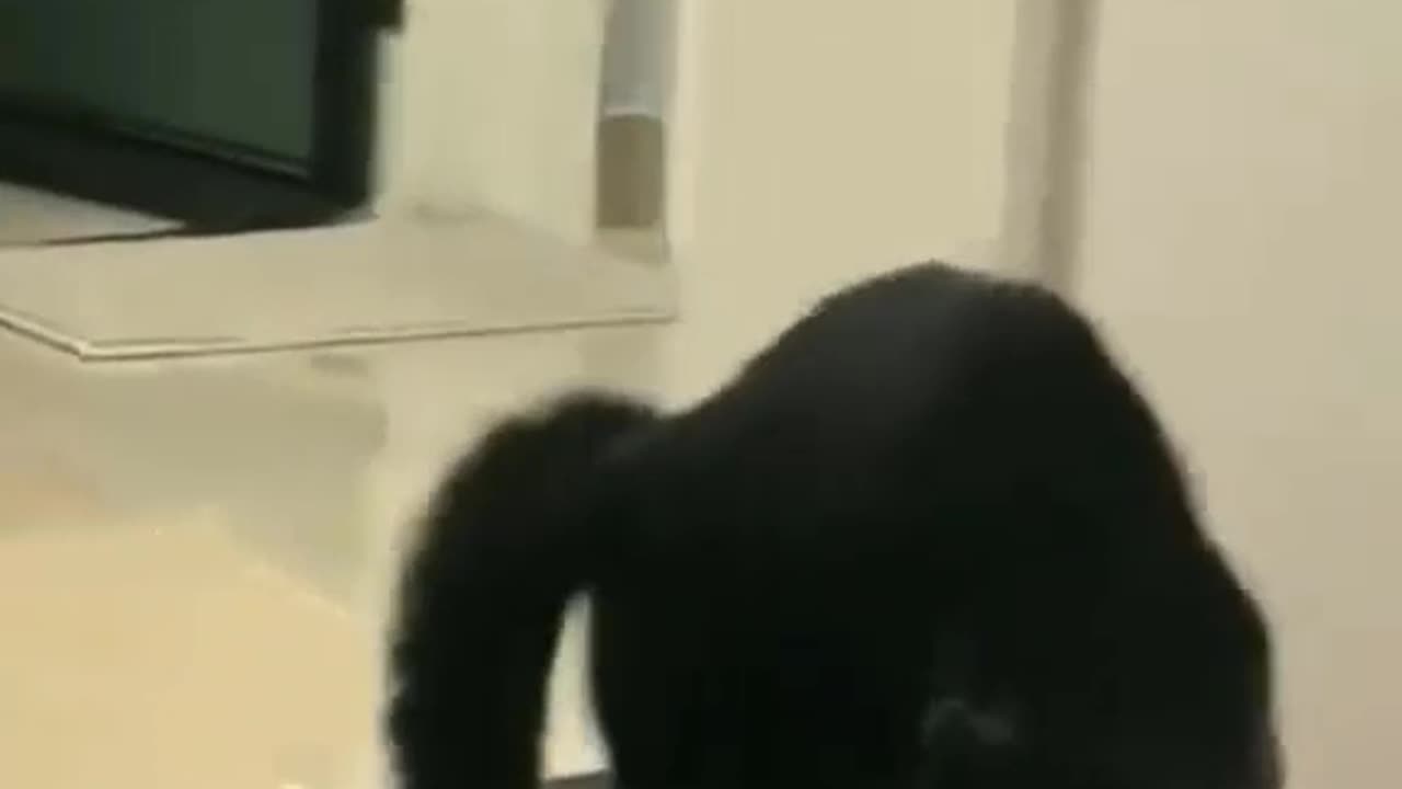 top funny cats 2023,funny cats videos