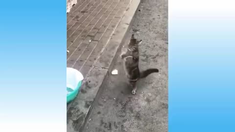 dancing cat #short