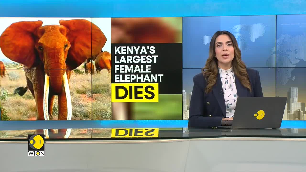 Africa: Kenya's largest female elephant 'Dida' dies | Latest News | WION