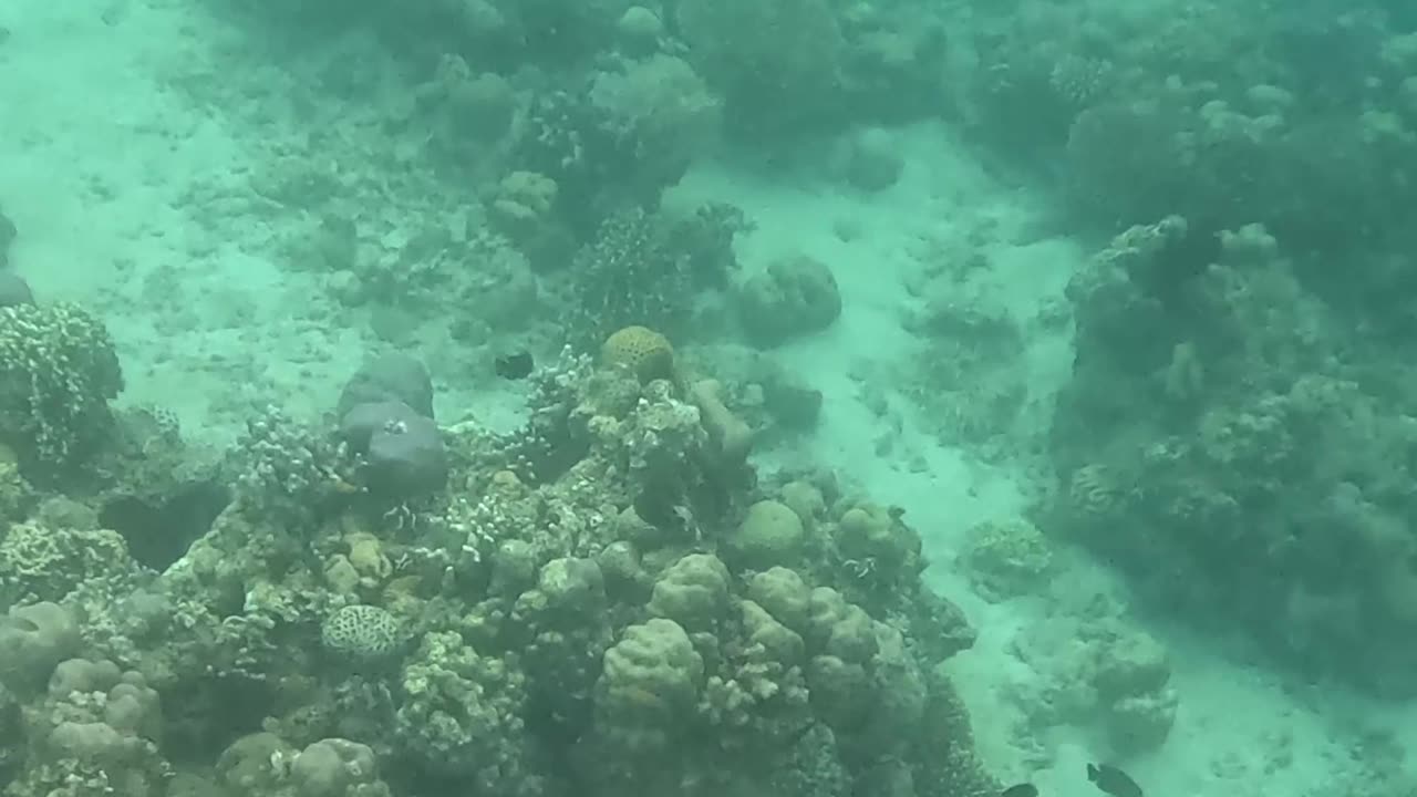 A Morning Snorkeling Adventure