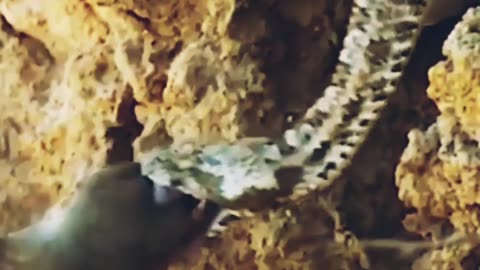 Snake birds attack