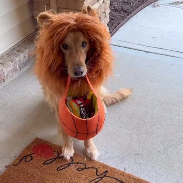 The way he ran at the end sent me 😂 #dog