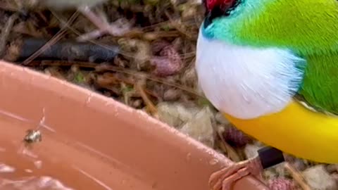 Gouldian Finch family | Aviary Birds