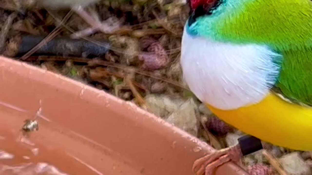 Gouldian Finch family | Aviary Birds