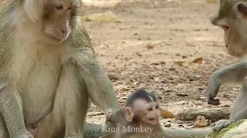 monkey king / hurting baby/ very scared/ little baby