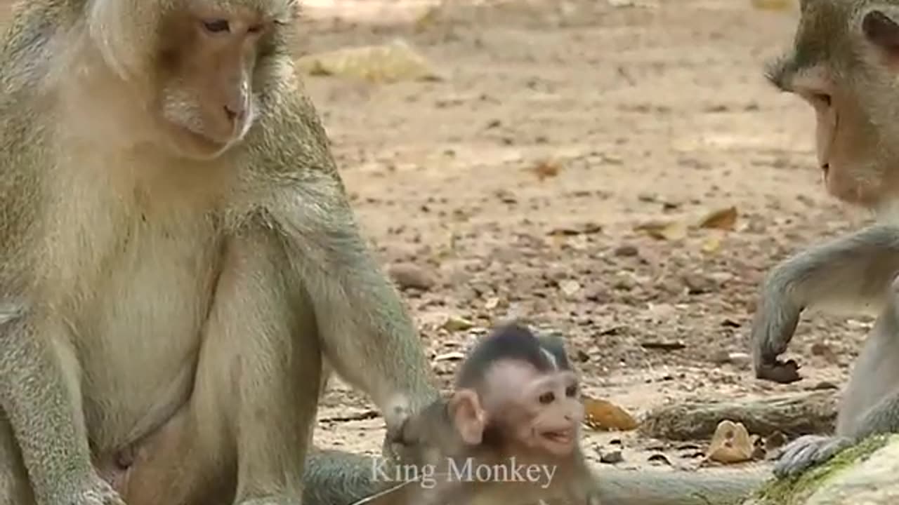 monkey king / hurting baby/ very scared/ little baby