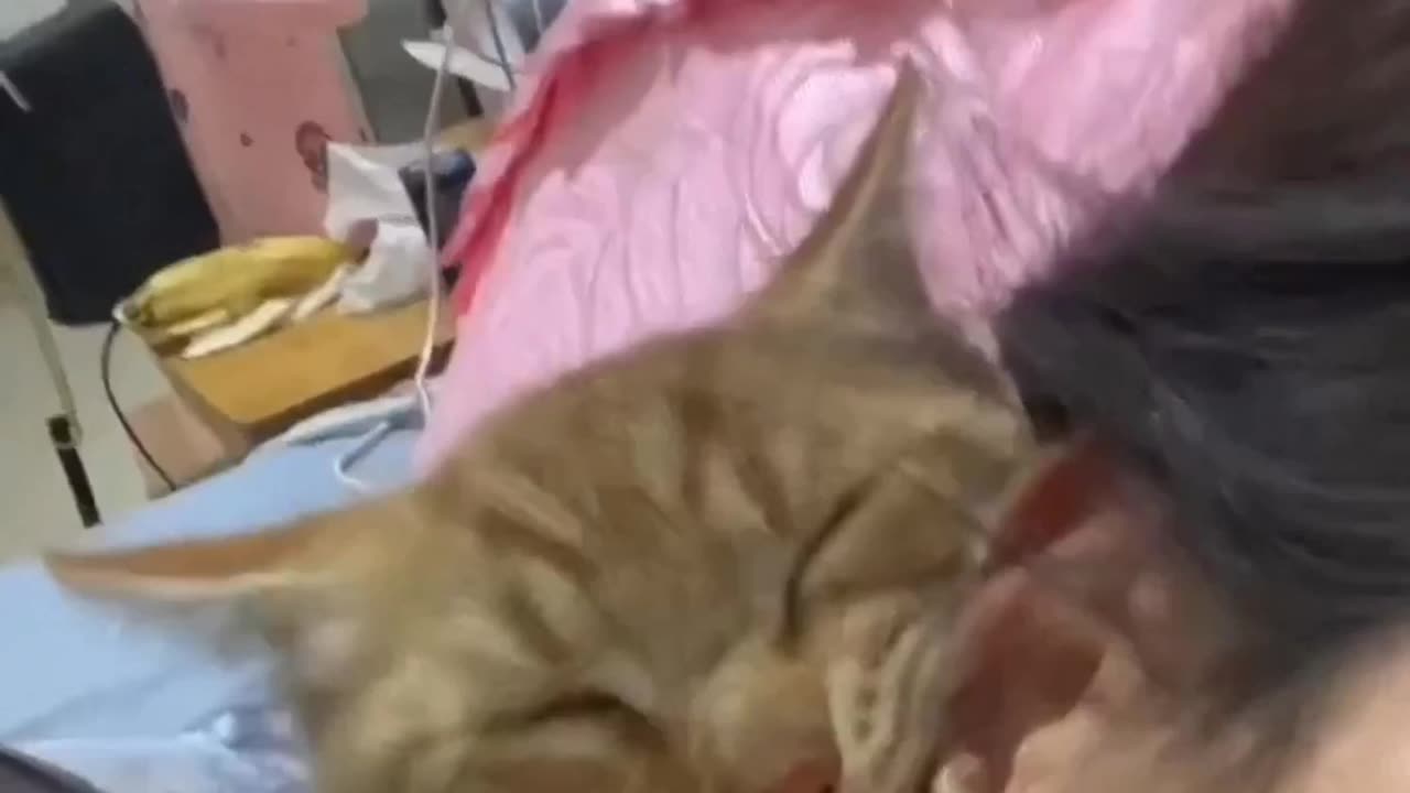 Funny cats complations
