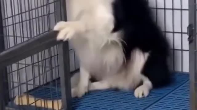 Funny Dog Video - This Dog is So Scared